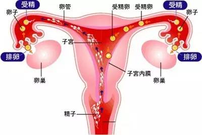 昆明送子鸟医院
