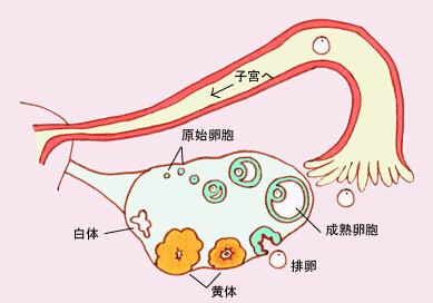 昆明送子鸟医院