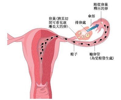 昆明送子鸟医院